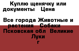 Куплю щенячку или документы › Цена ­ 3 000 - Все города Животные и растения » Собаки   . Псковская обл.,Великие Луки г.